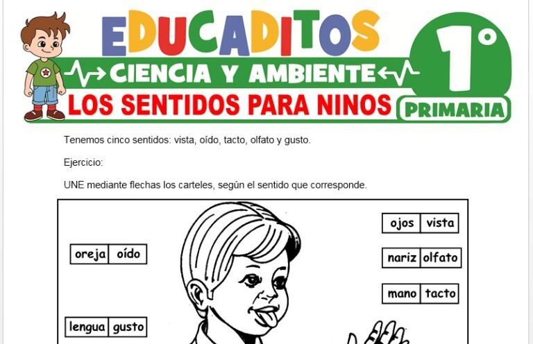 Los Sentidos para Niños para Primero de Primaria » Educaditos.com