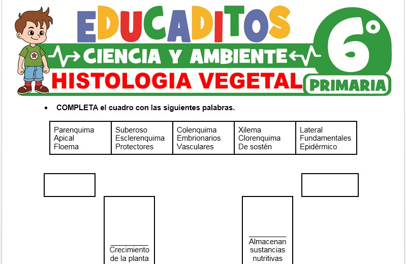 Histología Vegetal para Sexto de Primaria