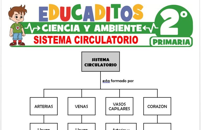 Sistema Circulatorio para Segundo de Primaria » Educaditos.com